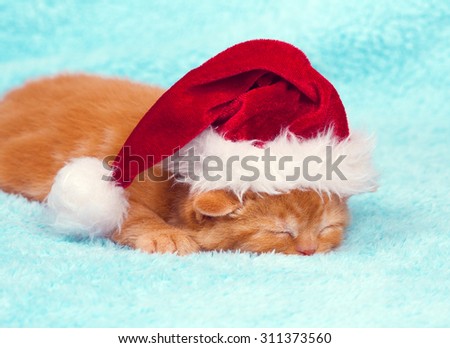 Sleeping little kitten wearing santa hat