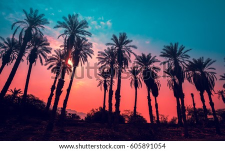 Similar – Image, Stock Photo Silhouettes of palms against sunset sky on beach