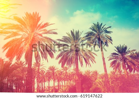 Similar – Image, Stock Photo Silhouettes of palms against sunset sky on beach