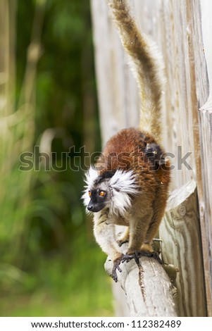 A baby ring-tailed lemur hitching a lift from mum.  This baby was only a couple of days old.