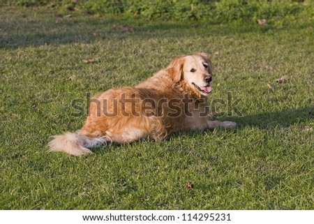 Golden Retriever bitch dog, 5 years old, lying down watching her master in the local park. Golden Retriever's make wonderful family pets.
