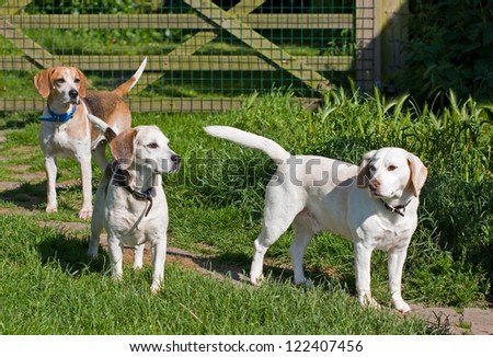 Three happy Beagle dogs outside in a meadow on a sunny day
