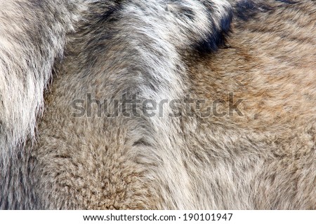 Wolf textured fur