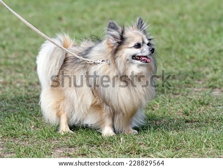 Elderly Spitz type dog