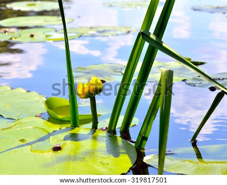 Yellow lily against the blue water and green leaves on the lake