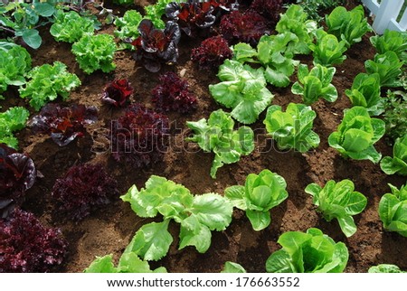 Green and red lettuce salad leaves grown in the garden