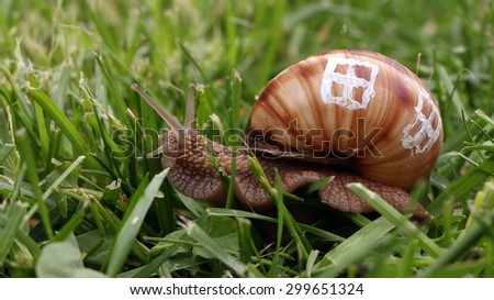 Close up of a snail with windows of its shell, real estate concept