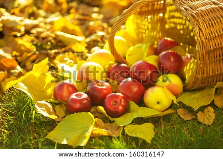 Full basket of red juicy organic apples with yellow leaves on autumn outdoors with soft sun backlit. Good harvest of apples in fall. Thanksgiving holiday concept.