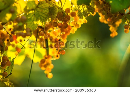 Ripe grapes on a vine with bright sun shining through the green grape leaves. Vineyard harvest.