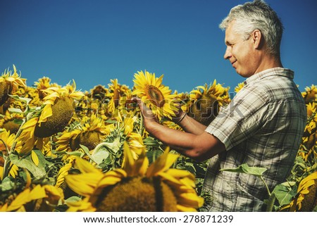 Farmer in a sunflower field. Senior farmer man is standing and smiling in a sunflower field with a blue sky background. Agriculture and nature concept.
