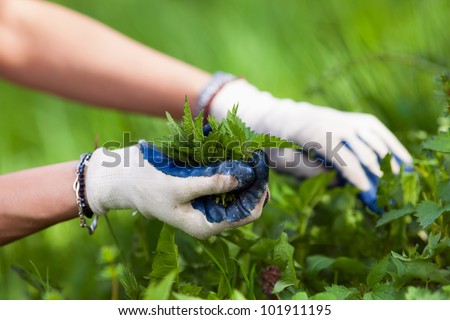 Woman picking fresh nettle leaves with protection gloves