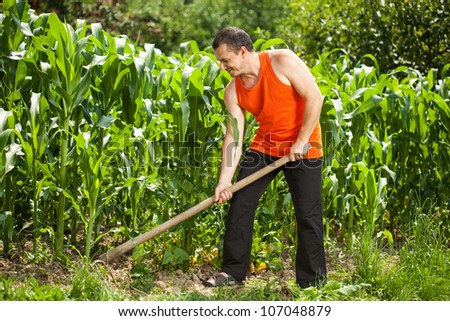Young farmer with hoe weeding in a corn field