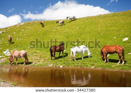 Horses drinking water from a pond in the mountains