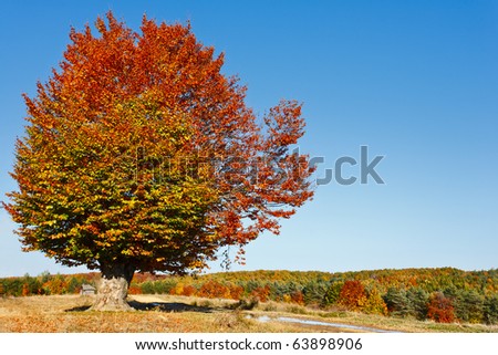 Autumnal landscape with a big beech tree in a sunny day