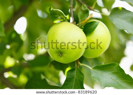 Closeup of green apples on a branch in an orchard