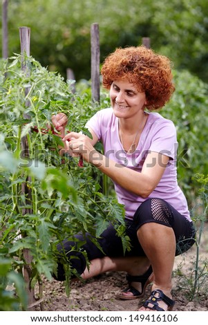 Gardener lady tying tomato plants to their poles in the garden