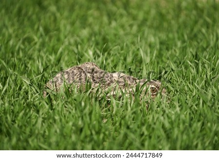 Similar – Image, Stock Photo Brown hare on a forest path has discovered the photographer