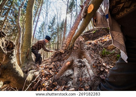 Old woodcutter trying to take down a sawn tree with an anchor winch and man power