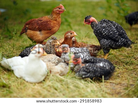 Group of young free range chickens in grass