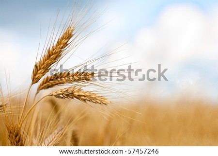 Similar – Image, Stock Photo Straw, golden against blue background