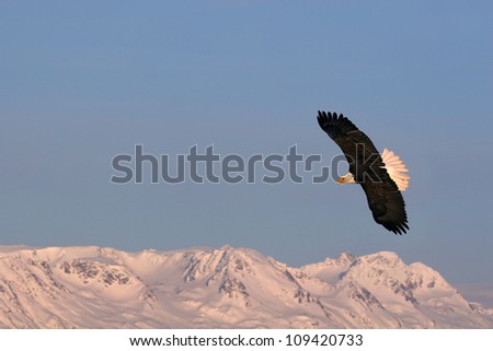 Bald Eagle soaring above the snowy peaks.