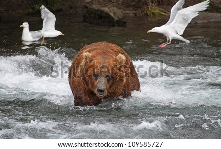 Grizzly Bear in wild water.