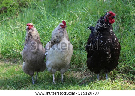 Three rooster free to run or stand around.