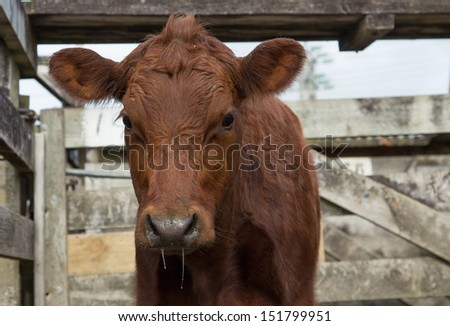 Young brown cow with a bit of a running nose.