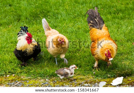 Chick with it\'s mother hen and two roaster dads.