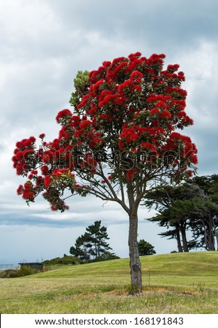 When New Zealand pohutukawa tree lights up with crimson blooms, Kiwis know that summer is here and the festive season is just around the corner.