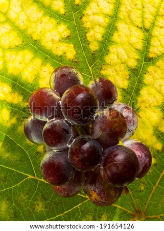 Small bunch of grapes with a autumn leaf behind them and mostly in water too.