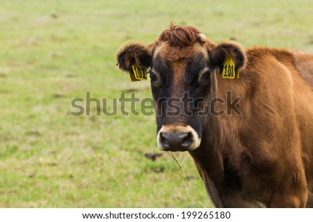 Brown Jersey cow with it ear tags showing 101.