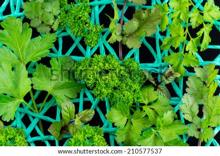 Herbs like mint, parsley etc on a string net.