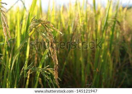 Golden rice in Paddy Rice Fields