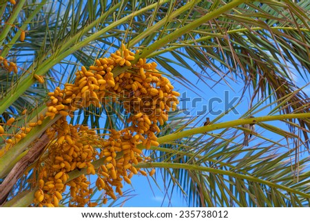 date palm tree with orange dates in summer