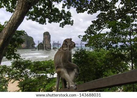 We Sit and Think on Tonsai Bay Background. Monkeys of Ao Nang, Krabi Province.