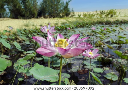Flowers of Nelumbo Nucifera. Genus of aquatic plants with large, showy flowers resembling water lily.