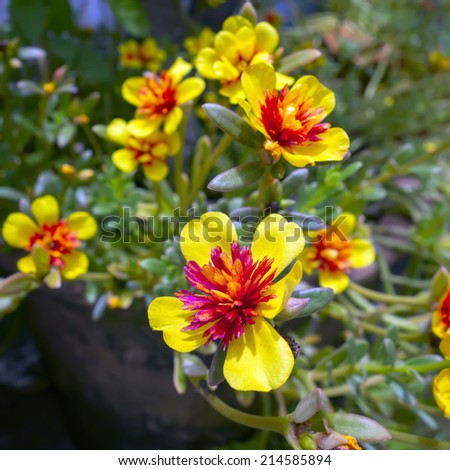 Red Yellow Flower and Green Leaves in Chiang Rai Garden.