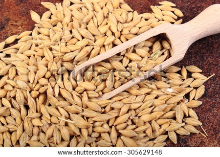 Heap of organic whole barley grain with wooden spoon