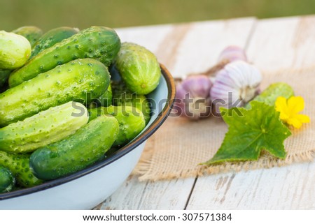 Ripe cucumbers in metal bowl and fresh garlic on jute canvas on old white wooden table in garden on sunny day, healthy nutrition