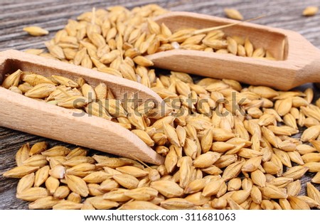 Heap of organic whole barley grain with wooden spoon lying on wooden background, healthy nutrition