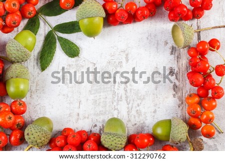Frame of red autumn rowan and green acorn with copy space for text on old rustic wooden background