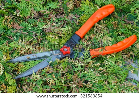 Gardening tool to trim hedge, cutting bushes with garden shears, seasonal trimmed bushes