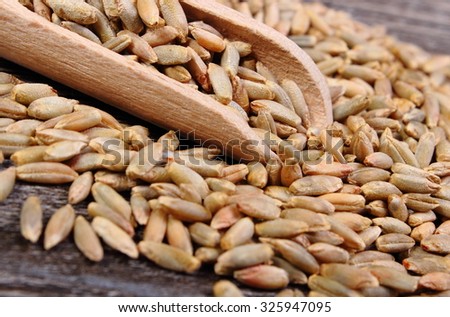 Heap of organic whole rye grain with wooden spoon lying on wooden background