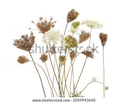 Similar – Image, Stock Photo Fluffy soft seed umbels on already withered stems