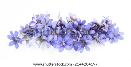 Similar – Image, Stock Photo purple liverwort on the forest floor from the bird’s eye view