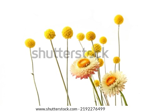 Similar – Image, Stock Photo Craspedia globosa dry flowers