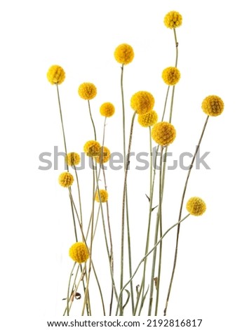 Similar – Image, Stock Photo Craspedia globosa dry flowers