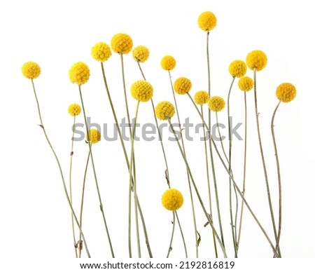Similar – Image, Stock Photo Craspedia globosa dry flowers