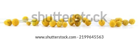 Similar – Image, Stock Photo Craspedia globosa dry flowers
